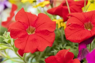  - Trixi® Interspecific