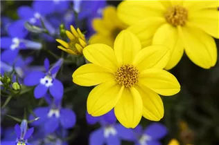  - Trixi® Interspecific