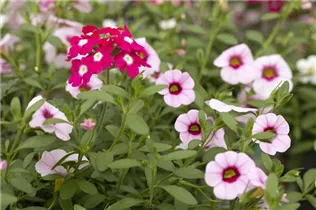  - Trixi® Interspecific