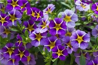  - Trixi® Interspecific