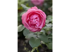 Beetrose 'Orange Sensation' - Rosa 'Orange Sensation' Beetrose 'Orange Sensation' - Rosa 'Orange Sensation'
