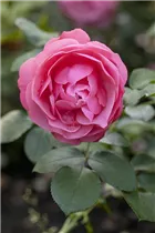 Beetrose 'Orange Sensation' - Rosa 'Orange Sensation' Beetrose 'Orange Sensation' - Rosa 'Orange Sensation'