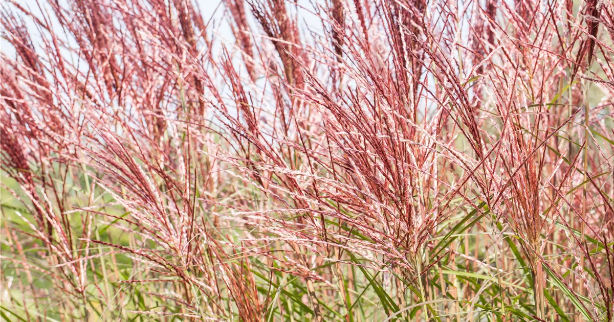  - Ziergräser im Garten sind vielfältig einsetzbar 