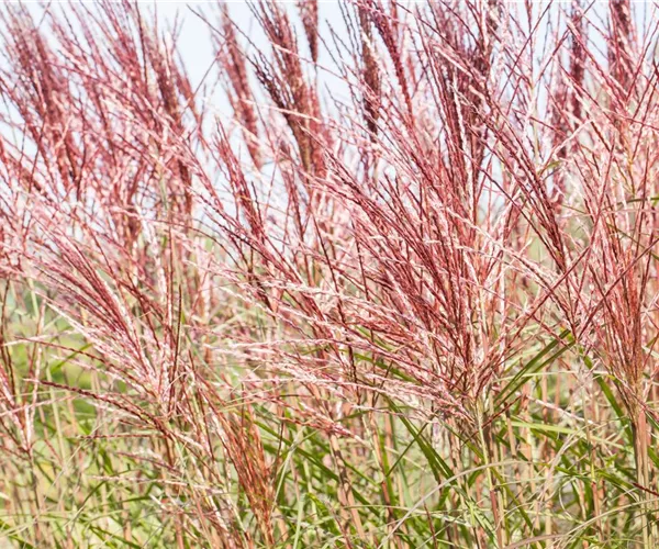 - Ziergräser im Garten sind vielfältig einsetzbar   - Ziergräser im Garten sind vielfältig einsetzbar