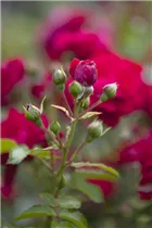 Bodendeckerrose - Bodendeckerrose Bodendeckerrose - Bodendeckerrose