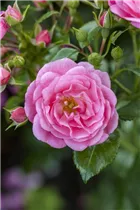 Beetrose 'Orange Sensation' - Rosa 'Orange Sensation' Beetrose 'Orange Sensation' - Rosa 'Orange Sensation'