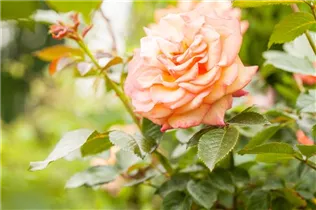 Beetrose 'Orange Sensation' - Rosa 'Orange Sensation' Beetrose 'Orange Sensation' - Rosa 'Orange Sensation'