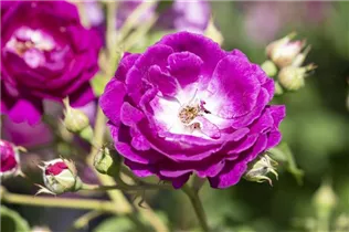 Beetrose 'Orange Sensation' - Rosa 'Orange Sensation' Beetrose 'Orange Sensation' - Rosa 'Orange Sensation'