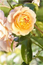 Beetrose 'Orange Sensation' - Rosa 'Orange Sensation' Beetrose 'Orange Sensation' - Rosa 'Orange Sensation'