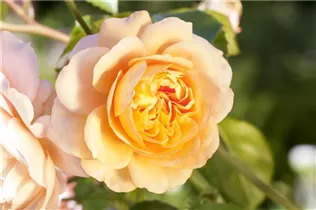 Beetrose 'Orange Sensation' - Rosa 'Orange Sensation' Beetrose 'Orange Sensation' - Rosa 'Orange Sensation'