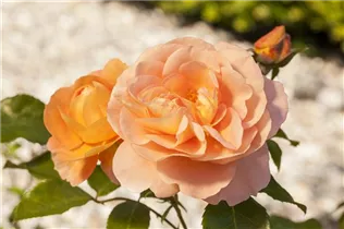 Beetrose 'Orange Sensation' - Rosa 'Orange Sensation' Beetrose 'Orange Sensation' - Rosa 'Orange Sensation'