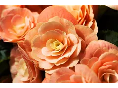 Begonia elatior - Begonie Begonia elatior - Begonie