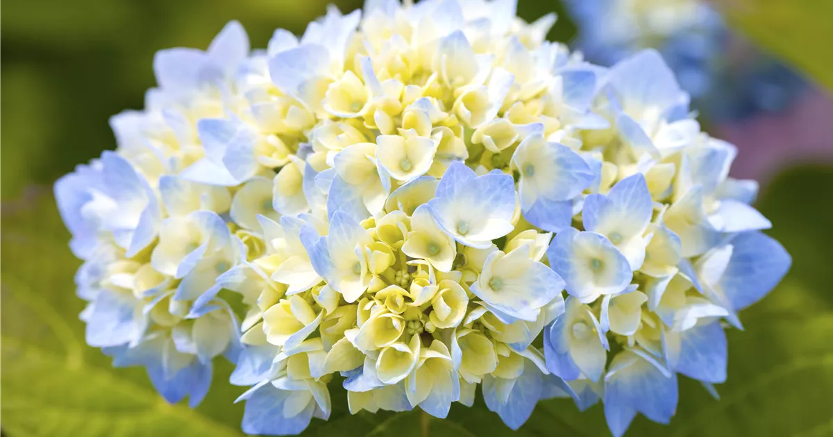  - Hortensienarten und ihre wundervollen Eigenschaften