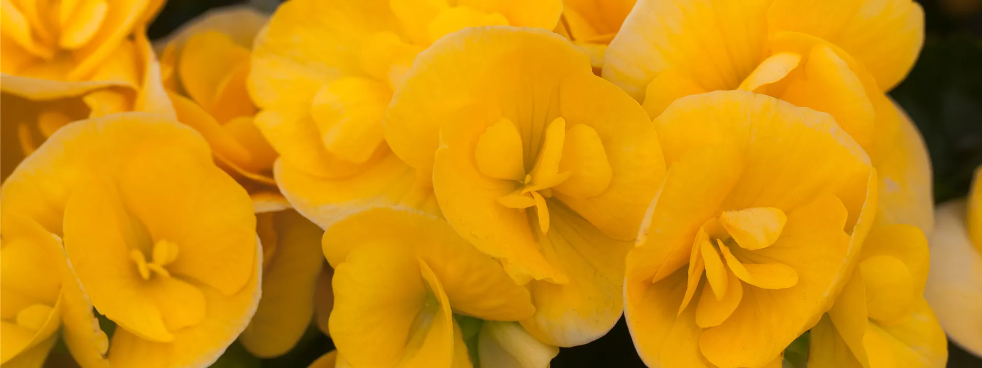 Begonia elatior Begonia elatior