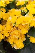 Begonia elatior - Begonie Begonia elatior - Begonie