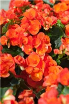 Begonia elatior - Begonie Begonia elatior - Begonie