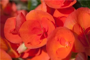 Begonia elatior - Begonie Begonia elatior - Begonie