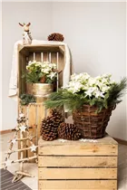 Begonia elatior - Begonie Begonia elatior - Begonie