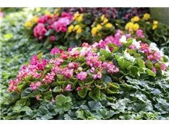 Begonia semperflorens - Eis-Begonie Begonia semperflorens - Eis-Begonie