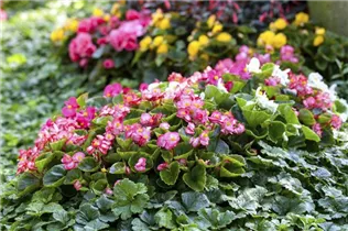 Begonia semperflorens - Eis-Begonie Begonia semperflorens - Eis-Begonie