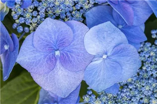 Hydrangea macrophylla 'Blaumeise' - Garten-Hortensie 'Blaumeise'