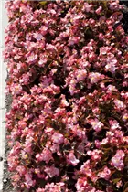 Begonia semperflorens - Eis-Begonie Begonia semperflorens - Eis-Begonie