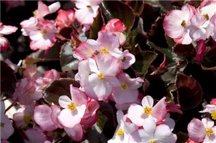 Begonia semperflorens - Eis-Begonie Begonia semperflorens - Eis-Begonie