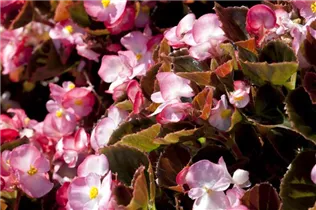 Begonia semperflorens - Eis-Begonie Begonia semperflorens - Eis-Begonie