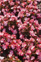 Begonia semperflorens - Eis-Begonie Begonia semperflorens - Eis-Begonie