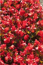 Begonia semperflorens - Eis-Begonie Begonia semperflorens - Eis-Begonie