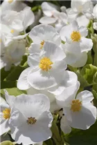 Begonia semperflorens - Eis-Begonie Begonia semperflorens - Eis-Begonie