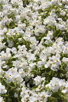 Begonia semperflorens - Eis-Begonie Begonia semperflorens - Eis-Begonie