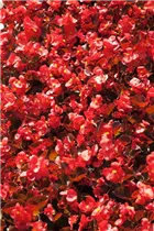 Begonia semperflorens - Eis-Begonie Begonia semperflorens - Eis-Begonie