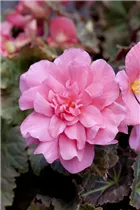 Begonia x tuberhybrida, rosa - Begonia x tuberhybrida, rosa