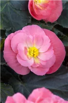 Begonia x tuberhybrida, rosa - Begonia x tuberhybrida, rosa