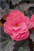 Begonia x tuberhybrida, rosa - Begonia x tuberhybrida, rosa