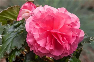 Begonia x tuberhybrida, rosa - Begonia x tuberhybrida, rosa