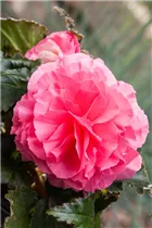 Begonia x tuberhybrida, rosa - Begonia x tuberhybrida, rosa
