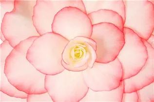 Begonia x tuberhybrida, rosa - Begonia x tuberhybrida, rosa