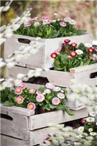 Bellis perennis - Gänseblümchen Bellis perennis - Gänseblümchen