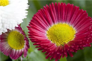 Bellis perennis - Gänseblümchen Bellis perennis - Gänseblümchen