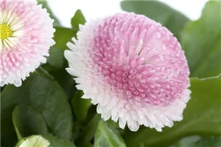 Bellis perennis - Gänseblümchen Bellis perennis - Gänseblümchen