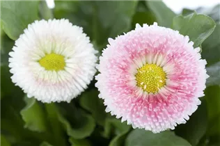 Bellis perennis - Gänseblümchen Bellis perennis - Gänseblümchen