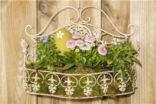 Bellis perennis - Gänseblümchen Bellis perennis - Gänseblümchen