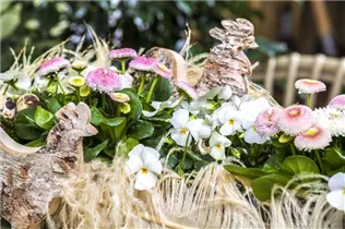 Bellis perennis - Gänseblümchen Bellis perennis - Gänseblümchen