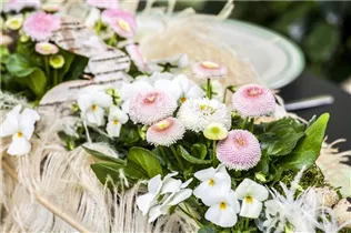 Bellis perennis - Gänseblümchen Bellis perennis - Gänseblümchen