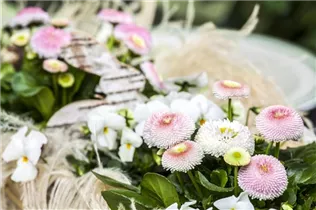 Bellis perennis - Gänseblümchen Bellis perennis - Gänseblümchen