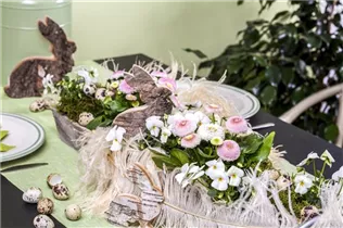 Bellis perennis - Gänseblümchen Bellis perennis - Gänseblümchen