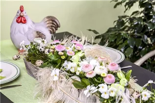 Bellis perennis - Gänseblümchen Bellis perennis - Gänseblümchen