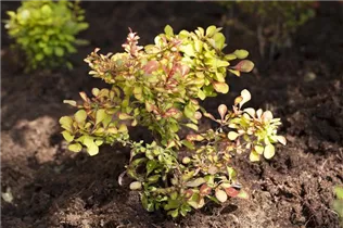 Berberis thunbergii - Grüne Heckenberberitze
